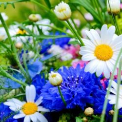 flowers