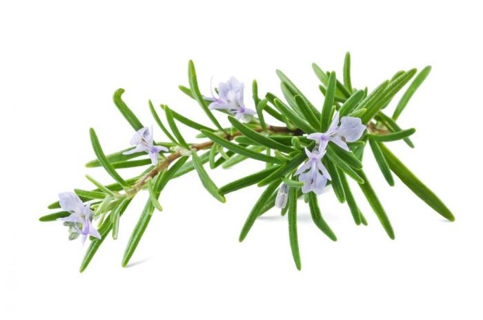 Ageing Well with Garden Herbs 2019