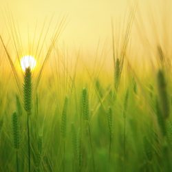 barley-field-1684052_1920 barley-field-1684052_1920