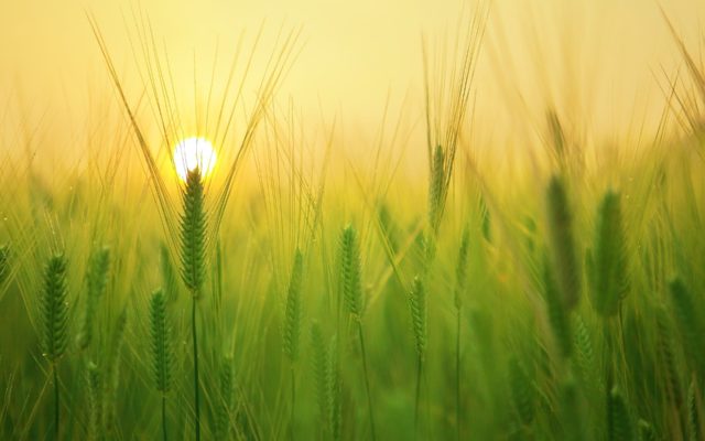 barley-field-1684052_1920