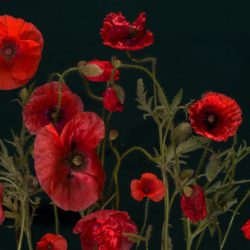 poppy-1442782_1920 poppy-1442782_1920