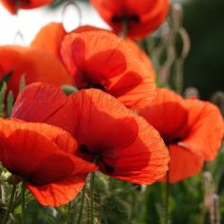 poppy-6309124_1920 poppy-6309124_1920