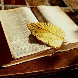 Bible Leaf Bible Leaf