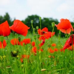 poppy-field-1365901_1920 poppy-field-1365901_1920
