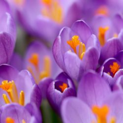 crocuses crocuses