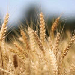 wheat