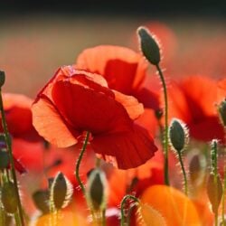 adonyig-poppies-3446714 adonyig-poppies-3446714