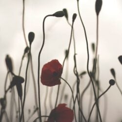 henrix_photos-poppy-5343017 henrix_photos-poppy-5343017